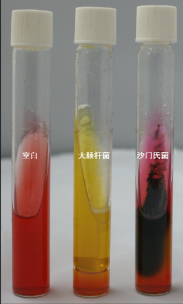 VRBA內(nèi)的紅色小菌落，有可能是沙門氏菌？