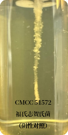 誰是芽胞桿菌中的“運(yùn)動(dòng)健將”？
