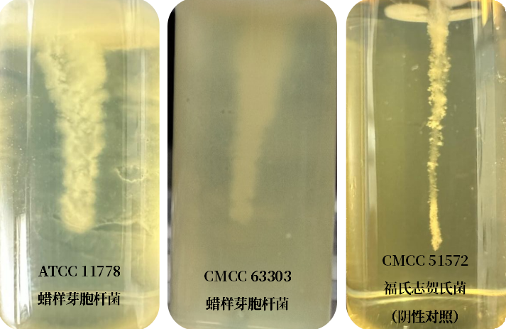 誰是芽胞桿菌中的“運(yùn)動(dòng)健將”？