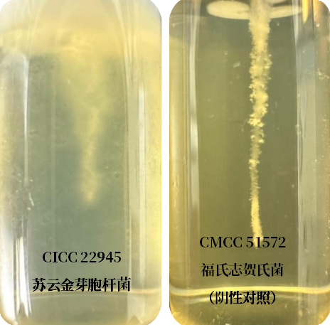 誰是芽胞桿菌中的“運(yùn)動(dòng)健將”？