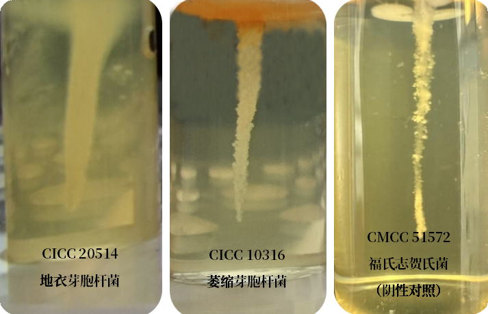 誰是芽胞桿菌中的“運(yùn)動(dòng)健將”？
