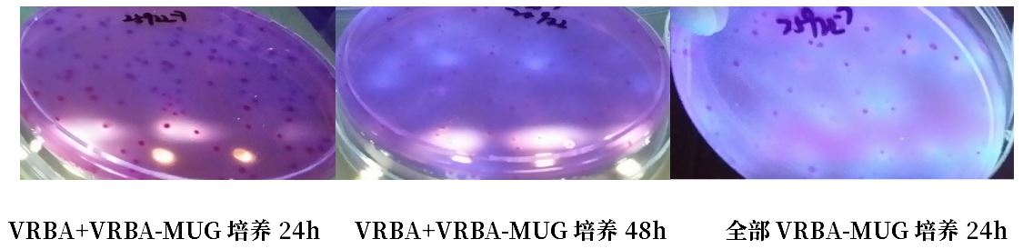 GB 4789.38－2025《食品安全國家標(biāo)準(zhǔn)　食品微生物學(xué)檢驗　大腸埃希氏菌計數(shù)》解讀