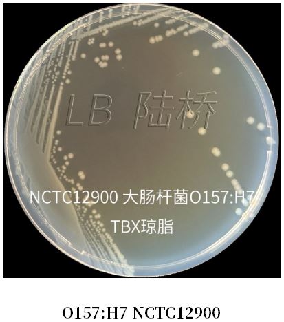 GB 4789.38－2025《食品安全國家標(biāo)準(zhǔn)　食品微生物學(xué)檢驗　大腸埃希氏菌計數(shù)》解讀