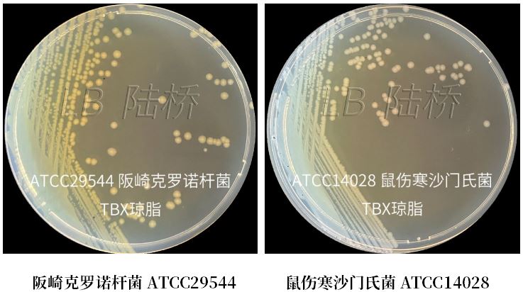 GB 4789.38－2025《食品安全國家標(biāo)準(zhǔn)　食品微生物學(xué)檢驗　大腸埃希氏菌計數(shù)》解讀