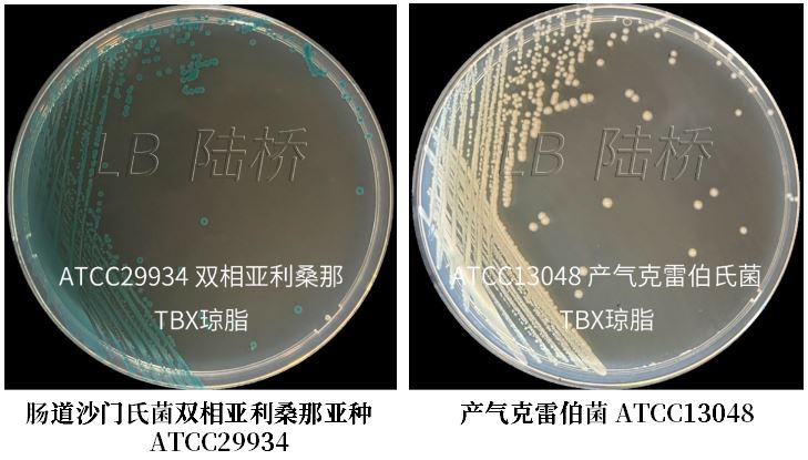 GB 4789.38－2025《食品安全國家標(biāo)準(zhǔn)　食品微生物學(xué)檢驗　大腸埃希氏菌計數(shù)》解讀