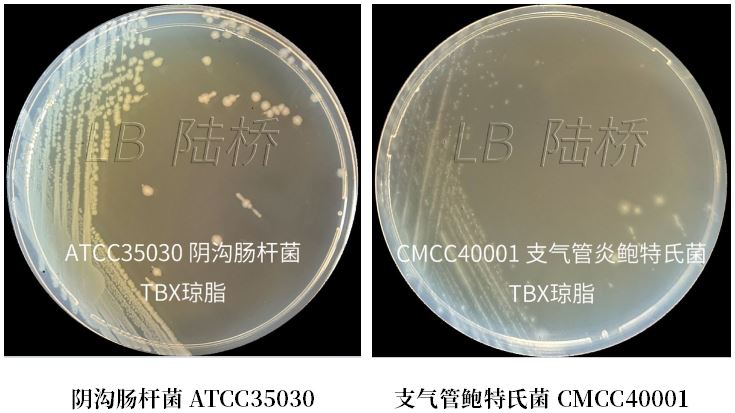 GB 4789.38－2025《食品安全國家標(biāo)準(zhǔn)　食品微生物學(xué)檢驗　大腸埃希氏菌計數(shù)》解讀