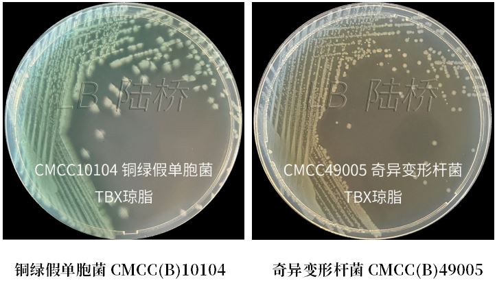 GB 4789.38－2025《食品安全國家標(biāo)準(zhǔn)　食品微生物學(xué)檢驗　大腸埃希氏菌計數(shù)》解讀
