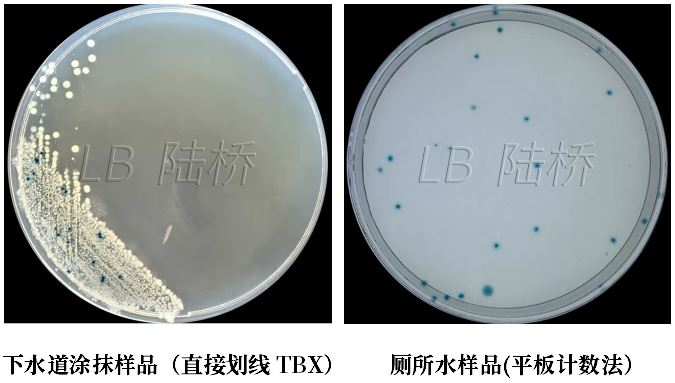 GB 4789.38－2025《食品安全國家標(biāo)準(zhǔn)　食品微生物學(xué)檢驗　大腸埃希氏菌計數(shù)》解讀