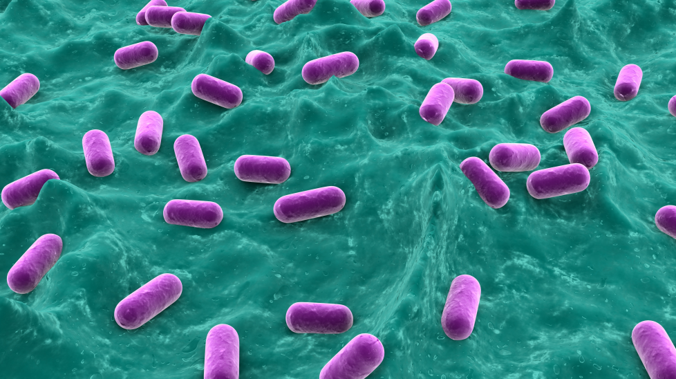 GB 4789.40-2024克羅諾桿菌檢驗標準變更解讀